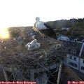 20_35-nest.jpg