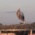 20_40-mast.jpg