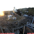 20_40-nest.jpg