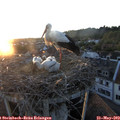 20_45-nest.jpg