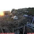 20_50-nest.jpg