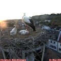 20_55-nest.jpg