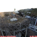 21_00-nest.jpg