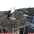 05_35-nest.jpg