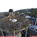 05_40-nest.jpg