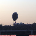 05_45-mast.jpg