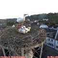 05_45-nest.jpg