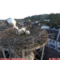 05_50-nest.jpg