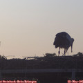 06_00-mast.jpg