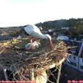 06_00-nest.jpg