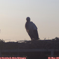 06_05-mast.jpg