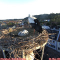 06_05-nest.jpg