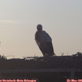 06_10-mast.jpg