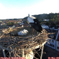 06_10-nest.jpg