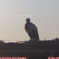 06_15-mast.jpg
