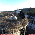 06_15-nest.jpg
