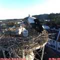 06_20-nest.jpg