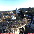 06_25-nest.jpg