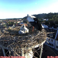 06_30-nest.jpg