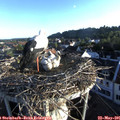 06_35-nest.jpg