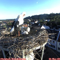 06_40-nest.jpg