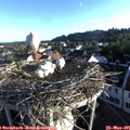 06_45-nest.jpg