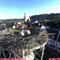 06_55-nest.jpg