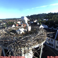07_05-nest.jpg