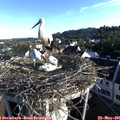 07_20-nest.jpg