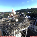 07_25-nest.jpg