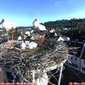 07_30-nest.jpg