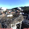 07_35-nest.jpg