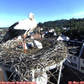 07_40-nest.jpg
