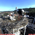 07_45-nest.jpg