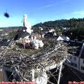 07_50-nest.jpg