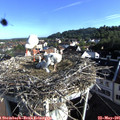 07_55-nest.jpg