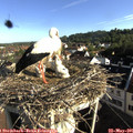 08_00-nest.jpg