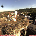 08_05-nest.jpg