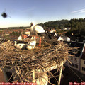 08_15-nest.jpg