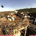 08_20-nest.jpg