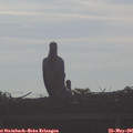 08_25-mast.jpg