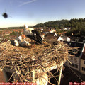 08_30-nest.jpg