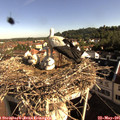 08_35-nest.jpg
