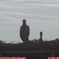 08_40-mast.jpg