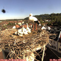08_50-nest.jpg