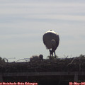09_20-mast.jpg