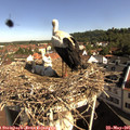 09_20-nest.jpg