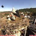 09_25-nest.jpg