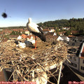 09_30-nest.jpg