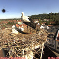 09_35-nest.jpg